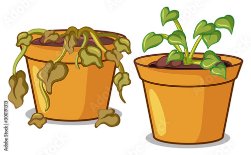 Two potted plants on white background