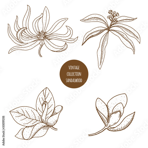 Sandalwood. Vector hand drawn set of plants isolated on white background. Essential oils components illustration. Aromatherapy ingredients icons. Sketch collection of natural floral elements.