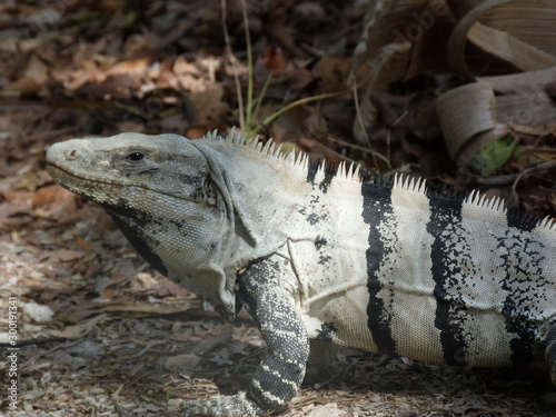 iguane mexicain à queue noire photo