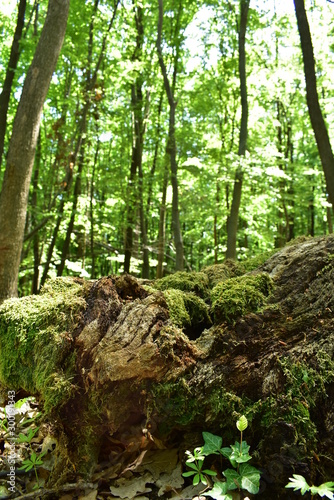 Sunshine in the green forest