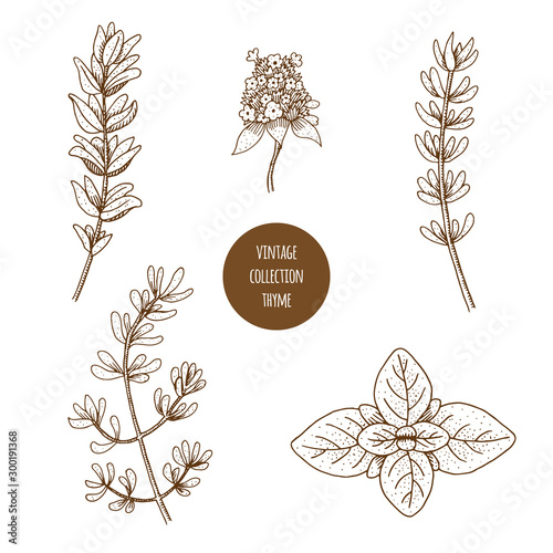 Thyme. Vector hand drawn set of cosmetic herbs isolated on white background. Essential oils components illustration. Aromatherapy ingredients icons. Sketch collection of natural floral elements.