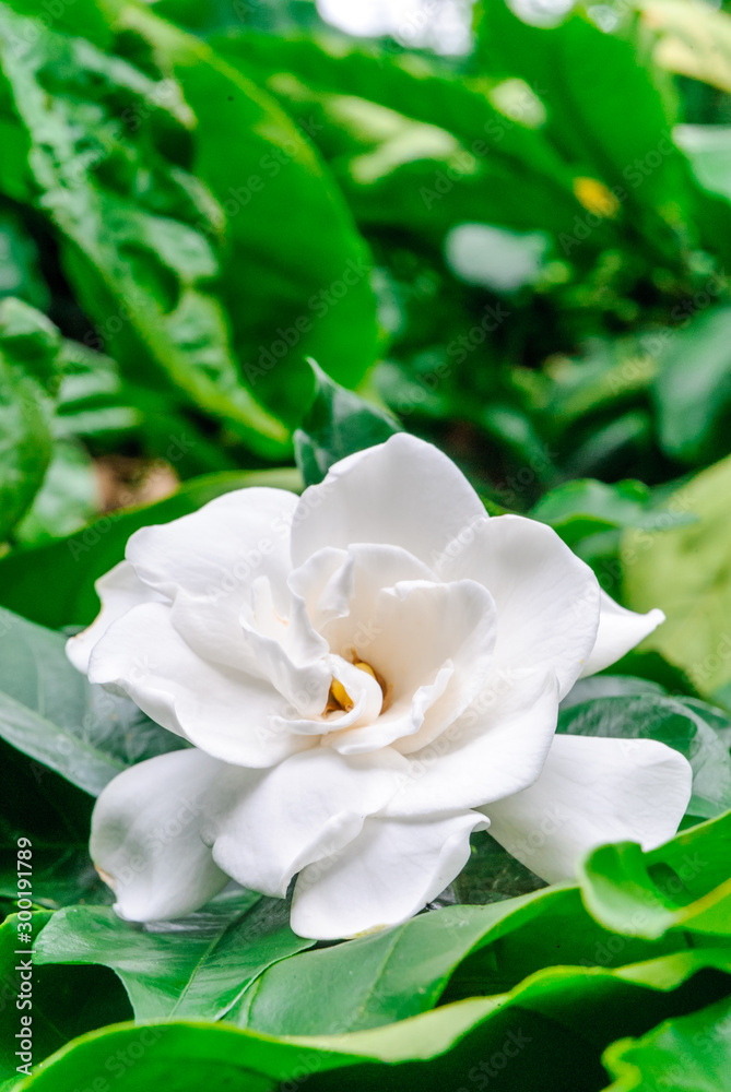 Gardenia flower (Gardenia Jasminoides or Cape Jasmine) Blooming in green  garden on branch tree background. foto de Stock | Adobe Stock