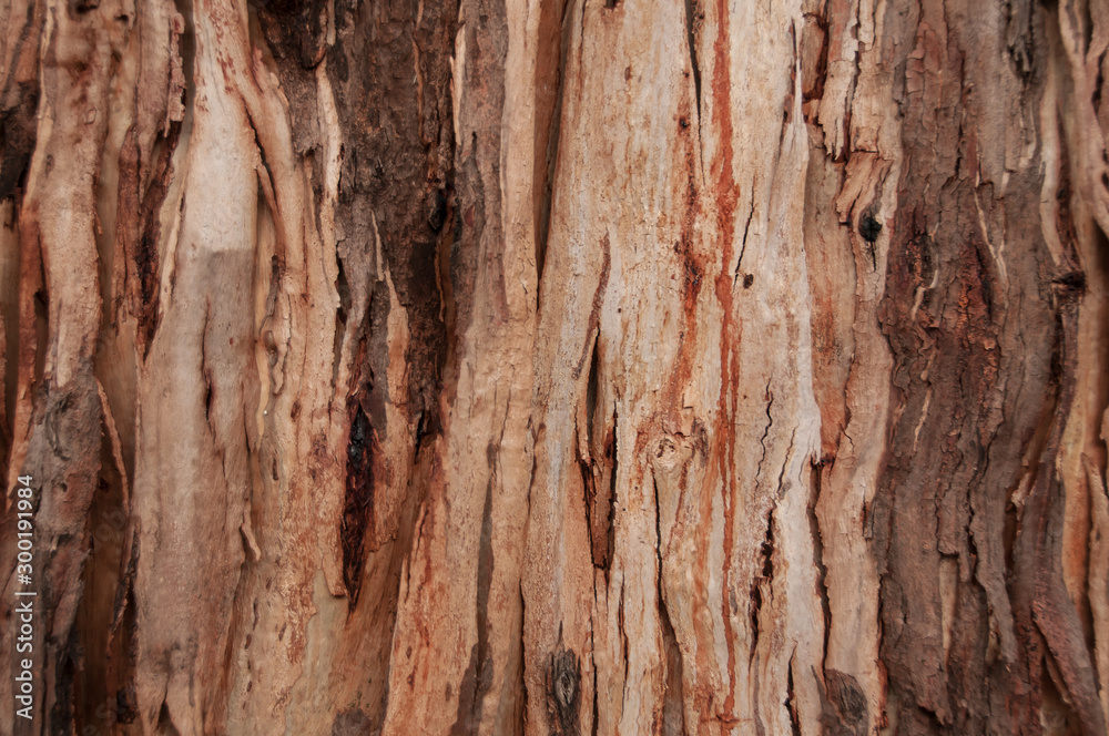 Texture and pattern of a large eucalyptus tree Texture and pattern of a large eucalyptus tree