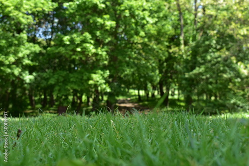 Green grass and forest in Hungary