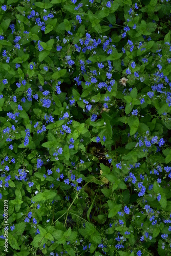 Purple flower in the grass