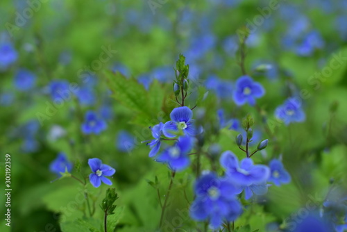 Purple flower in the grass