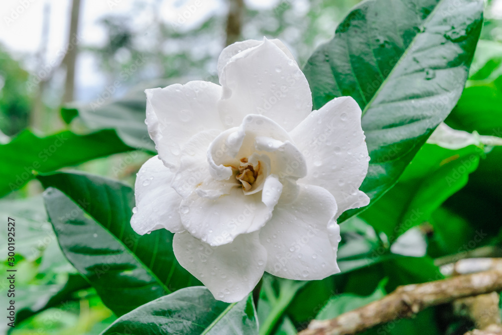 Obraz premium Gardenia flower (Gardenia Jasminoides or Cape Jasmine) Blooming in green garden on branch tree background.