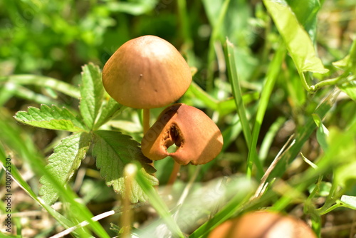 mushroom in the grass