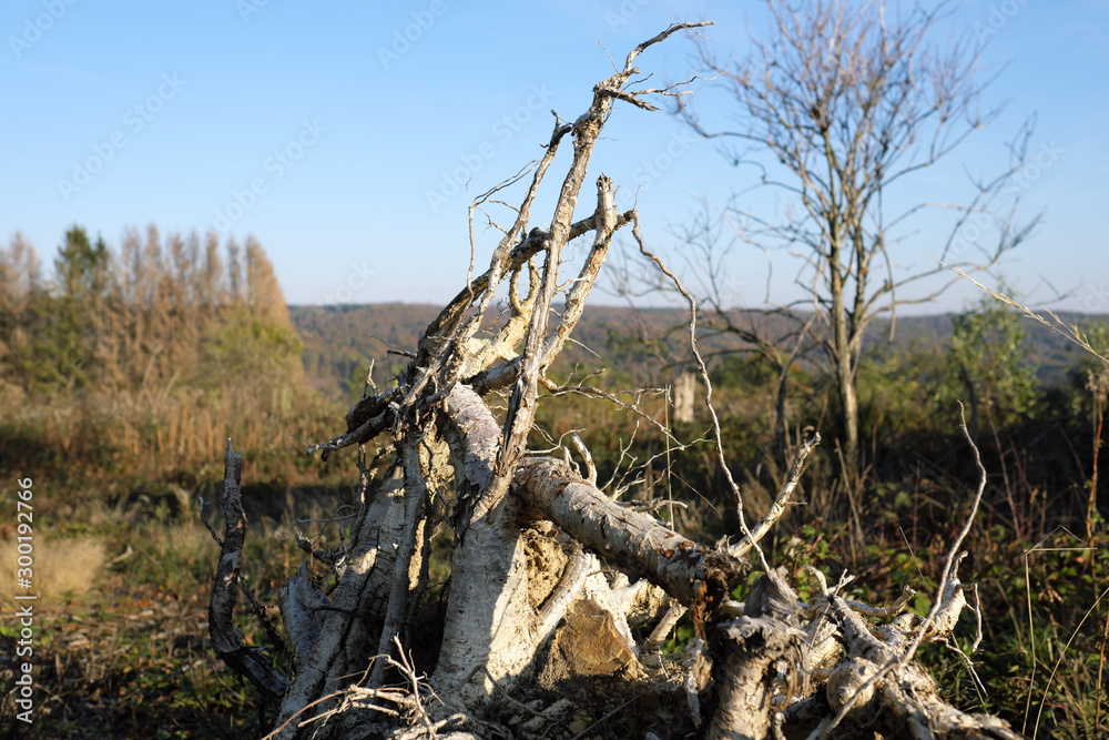 Âbgestorbener Wald im Westerwald Ende Oktober 2019 - Stockfoto