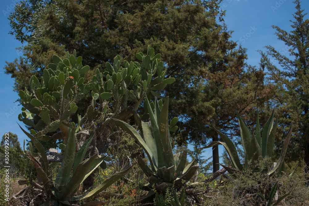 Obraz premium Beautiful Nature Scene in 