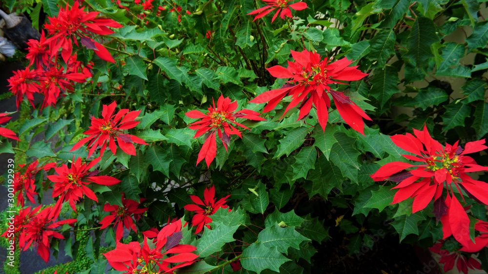 Poinsettia flowers Poinsettia flowers