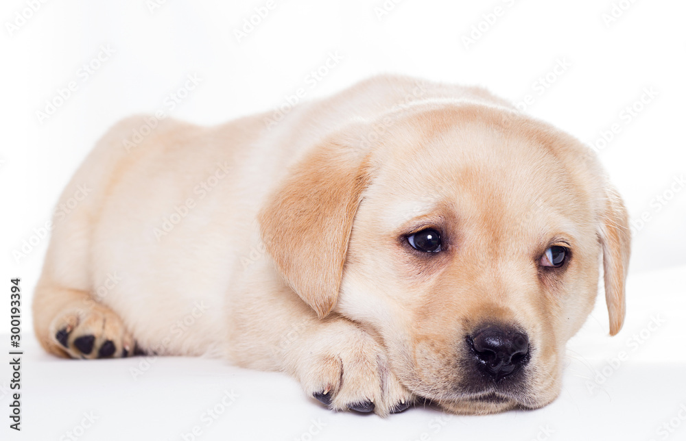 Labrador puppy sleeping on a white background Labrador puppy sleeping on a white background