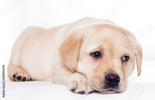 Labrador puppy sleeping on a white background © Happy monkey