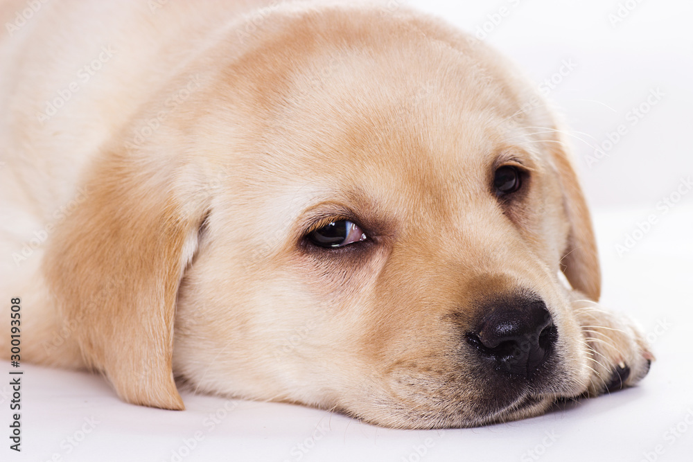 Labrador puppy sleeping on a white background Labrador puppy sleeping on a white background