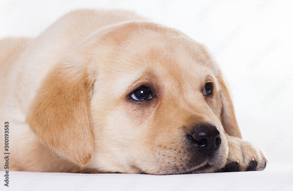 Labrador puppy sleeping on a white background Labrador puppy sleeping on a white background