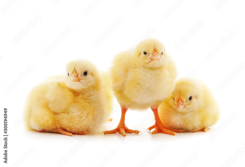 Three little chickens.