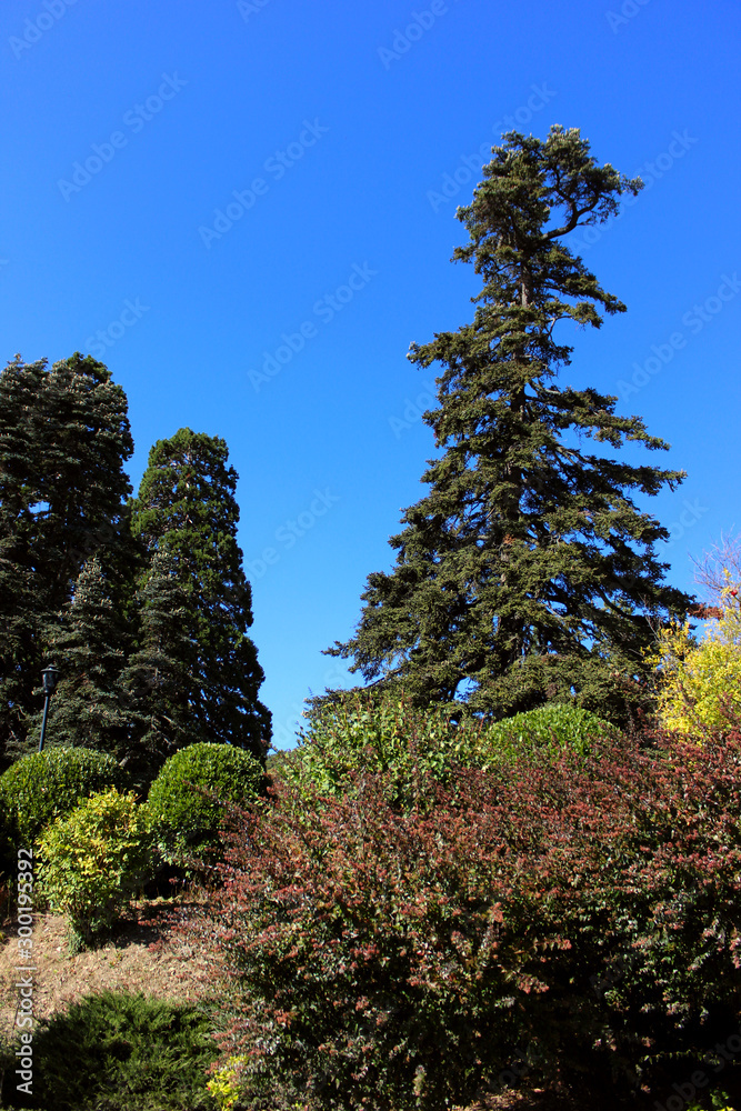 Fototapeta premium combination of wild and cultivated plants
