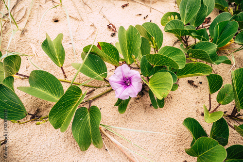 Wallpaper Mural pink flower and green leaves on beach in Australia Torontodigital.ca