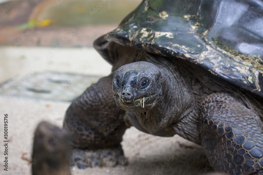 Obraz premium Closeup portrait of Galapagos giant tortoise ,Chelonoidis nigra, with powerful paws, bright black armour and wrinkled neck