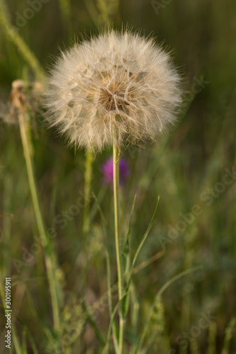 Tragopogon pratensis  common names Jack-go-to-bed-at-noon  meadow salsify  showy goat s-beard or meadow goat s-beard  is a distributed across Europe and North America.