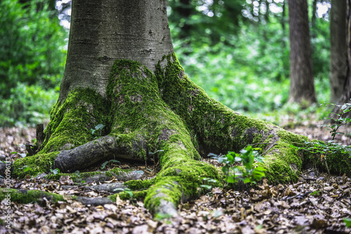 tree roots trunk in the forest