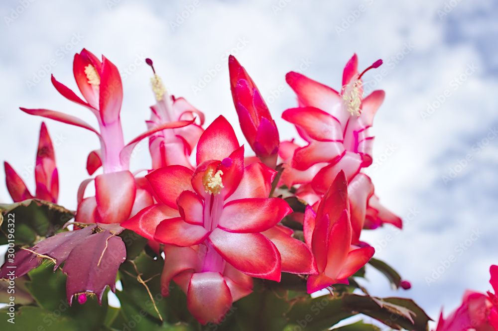 Fototapeta premium Weihnachtskaktus