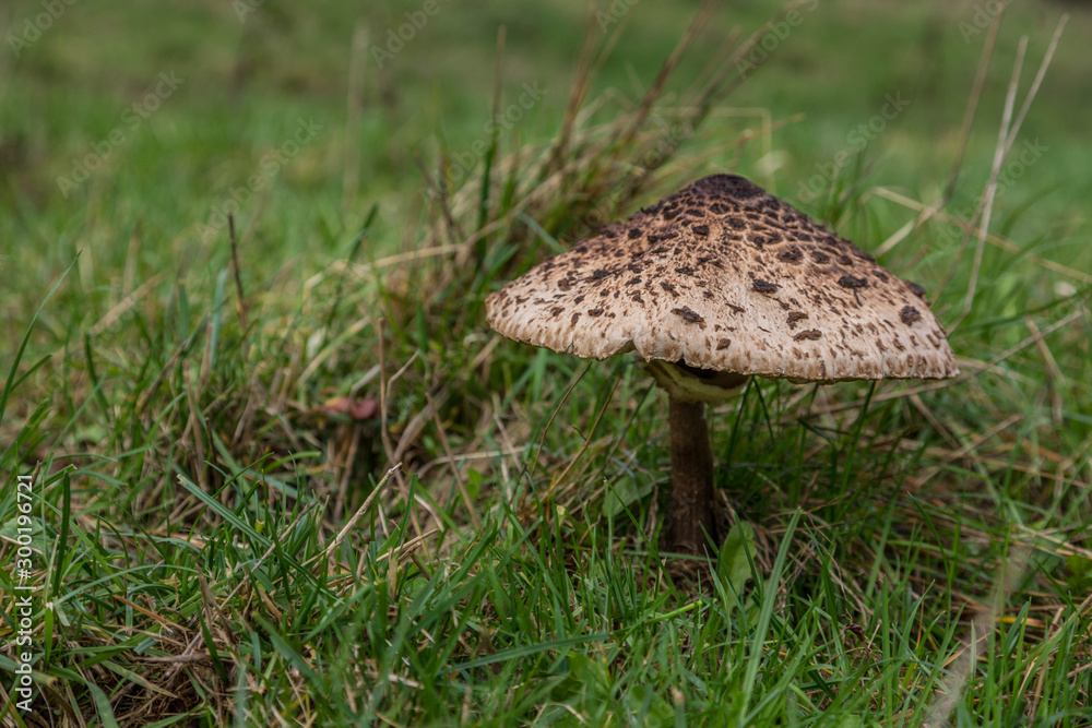 Einzelner Parasolpilz auf einer Wiese Einzelner Parasolpilz auf einer Wiese