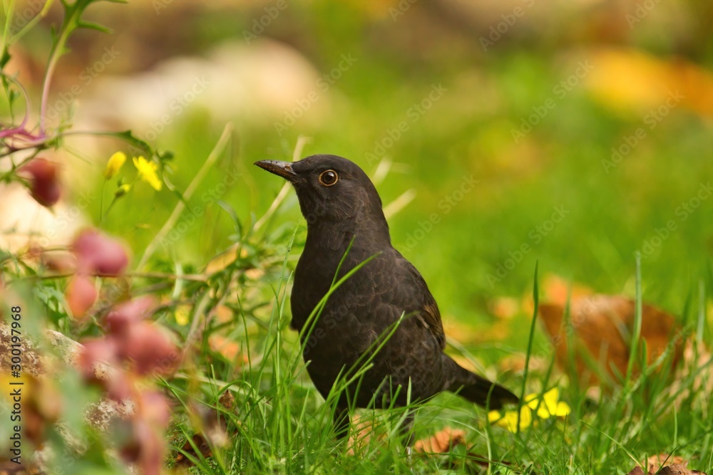 Eine weibliche Amsel stizt am Abend in einer grünen Wiese Turdus Merula Eine weibliche Amsel stizt am Abend in einer grünen Wiese Turdus Merula
