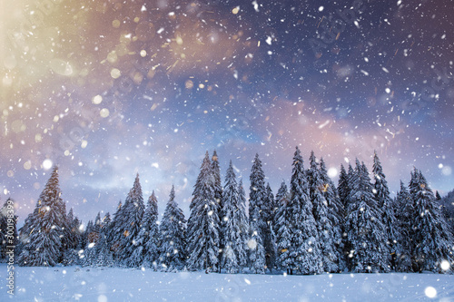 Majestic winter landscape with snowy fir trees. Winter postcard.