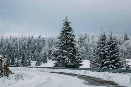 Majestic winter landscape with snowy fir trees. Winter postcard.