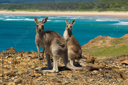 Two kangaroos on the Australian coast