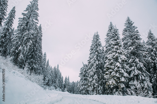 Majestic winter landscape with snowy fir trees.  Winter postcard. © belyaaa