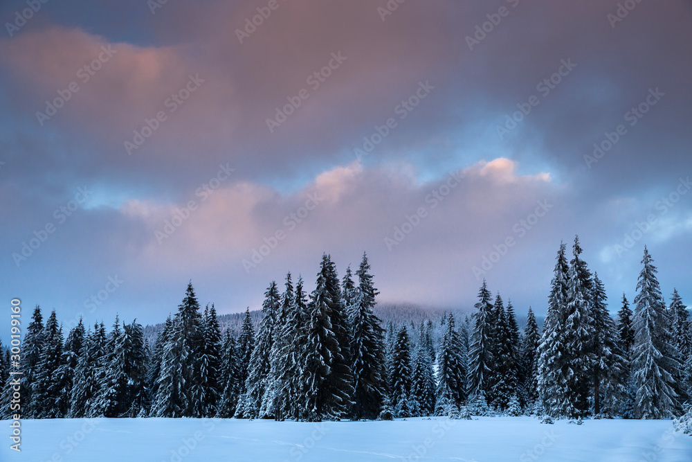 Majestic winter landscape with snowy fir trees. Winter postcard. Majestic winter landscape with snowy fir trees. Winter postcard.