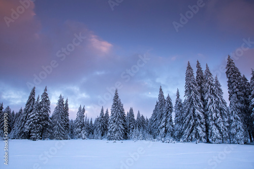 Majestic winter landscape with snowy fir trees.  Winter postcard. © belyaaa