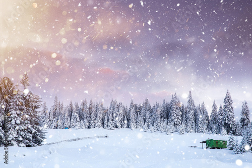 Majestic winter landscape with snowy fir trees. Winter postcard.