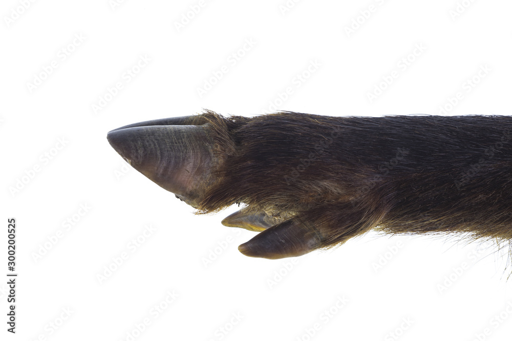 Obraz premium boar hoof isolated on white background