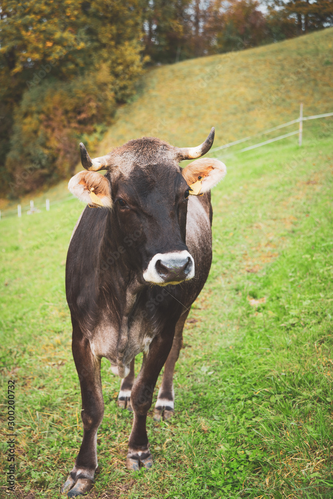 a cow with the calf in the pasture a cow with the calf in the pasture