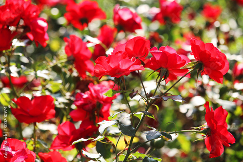 Red roses blooming in a garden	