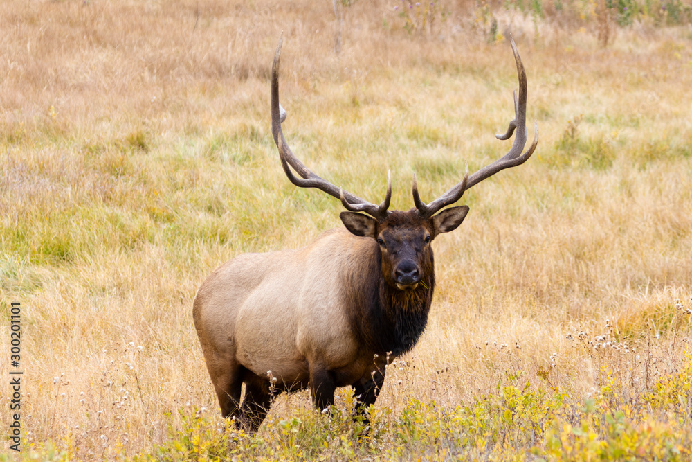 Elk Herd on a Beautiful Rocky Mountain Evening Elk Herd on a Beautiful Rocky Mountain Evening