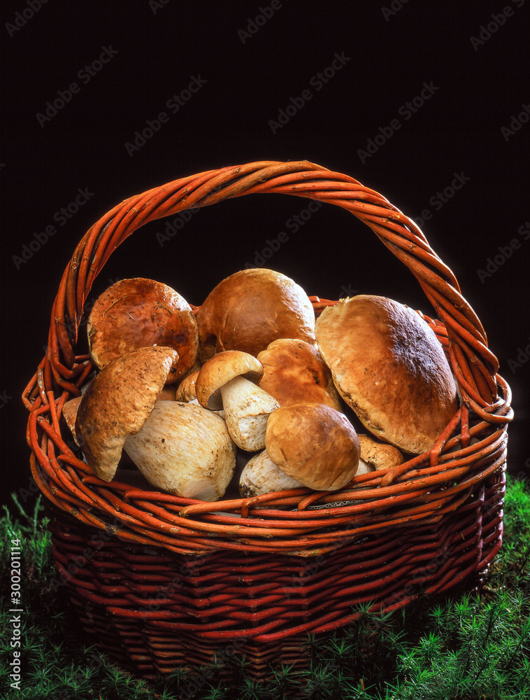 yellow boletuses (Boletus edulis) yellow boletuses (Boletus edulis)