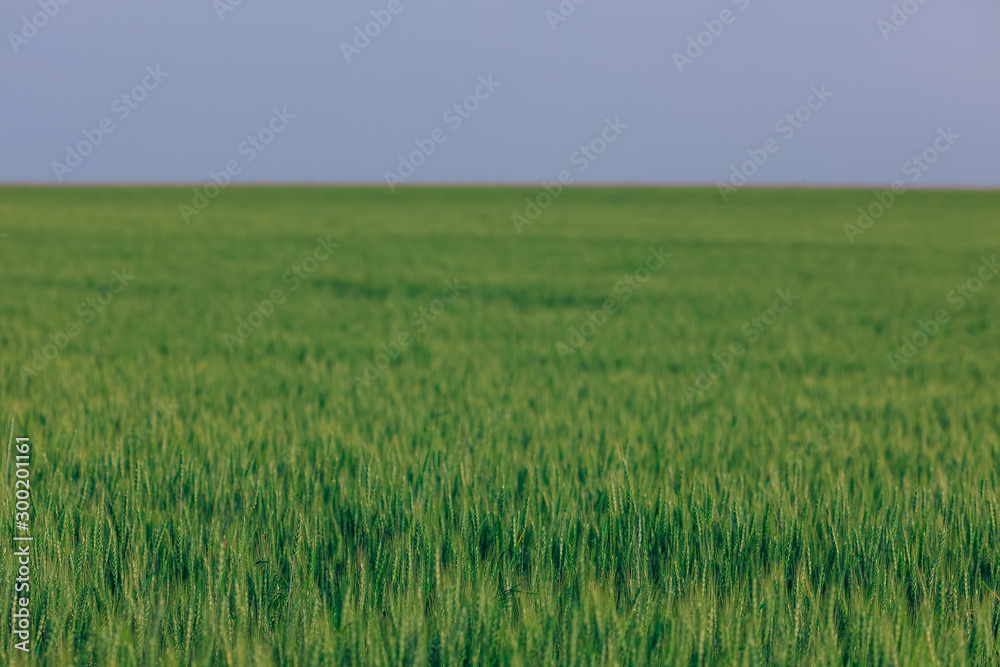 field of grass on summer evening. field of grass on summer evening.