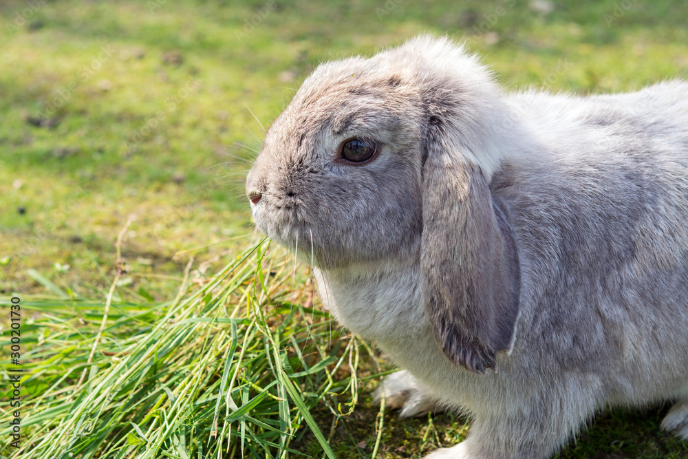 a dwarf grey rabbit spots on grass 