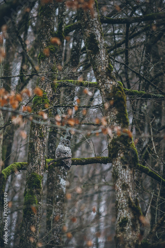 Ural Owl portrait in wild.