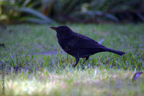 balckbird in the grass photo