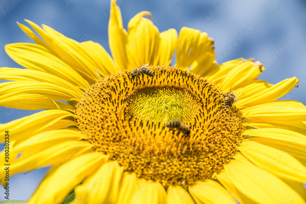 Naklejka premium Sonnenblume mit Bienen