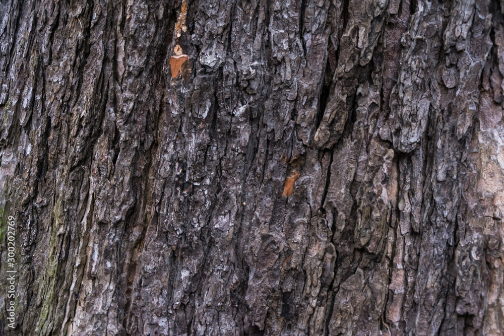 Close up of the chestnut bark texture Close up of the chestnut bark texture