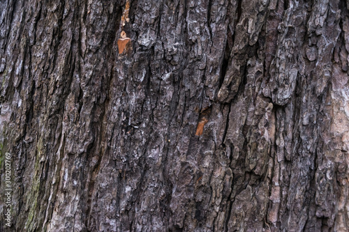 Close up of the chestnut bark texture © kott73