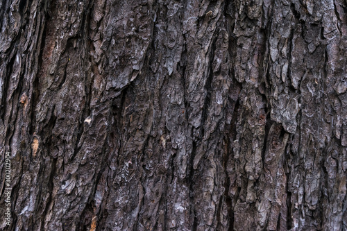 Close up of the chestnut bark texture