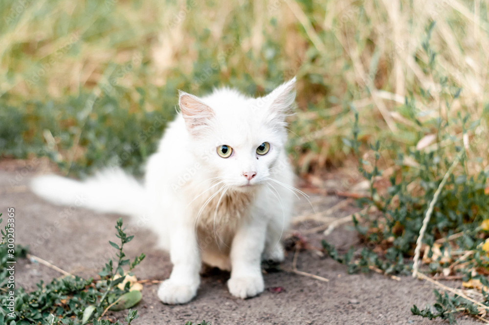 cute scared homeless white cat sitting  and looking away on green gass near outside