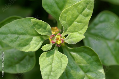 New Zealand spinach, Tetragonia tetragonioides. photo
